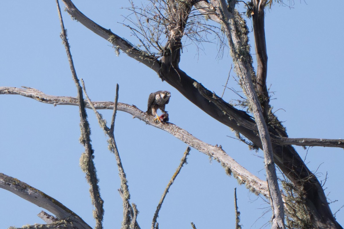 Peregrine Falcon - ML645285889