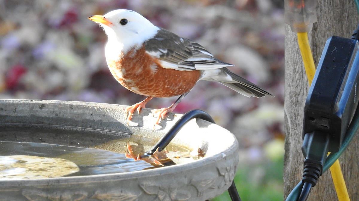 American Robin - ML645285898