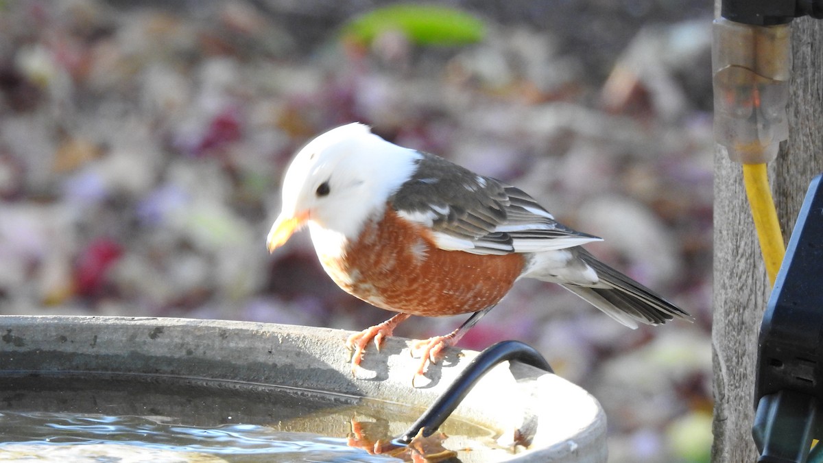 American Robin - ML645285899