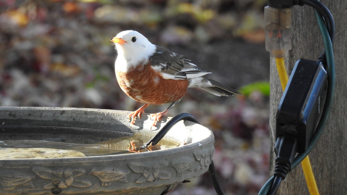 American Robin - ML645285900
