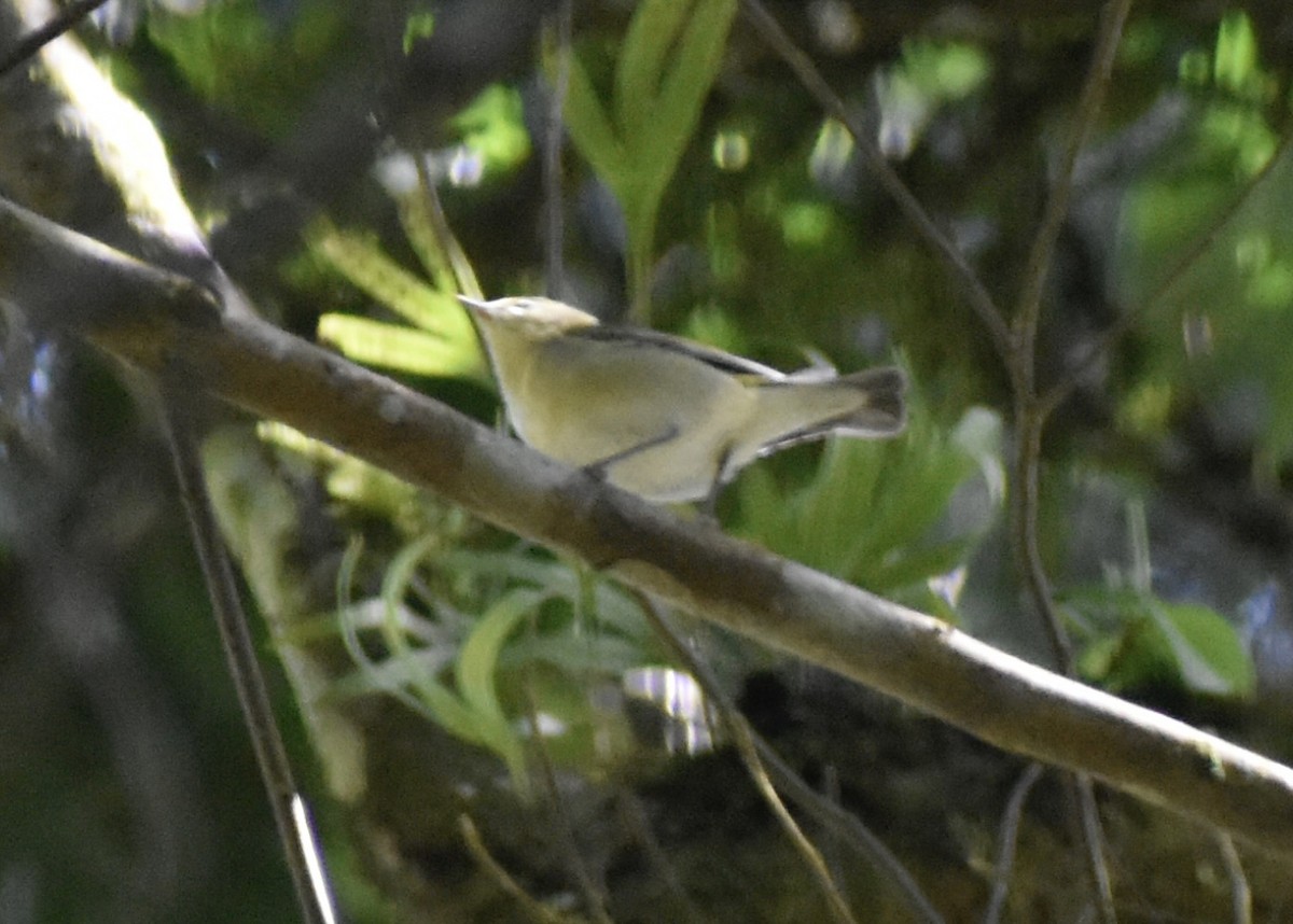 Червоїд світлобровий - ML645285901