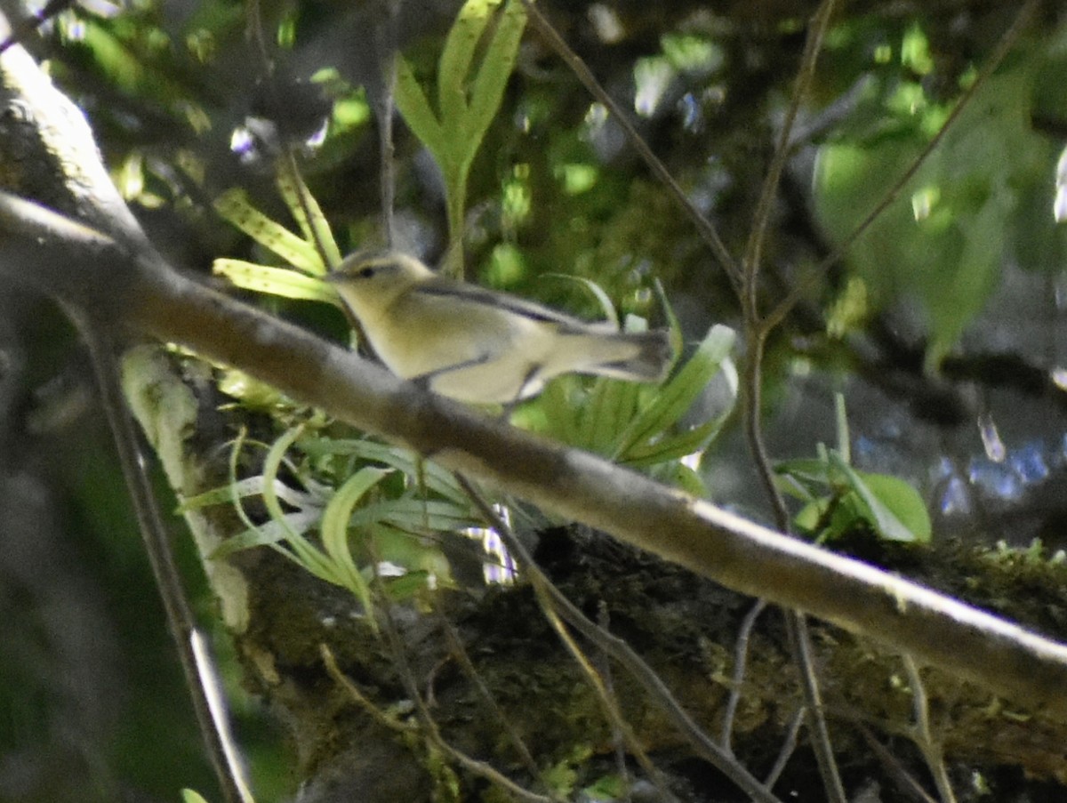 Червоїд світлобровий - ML645285902