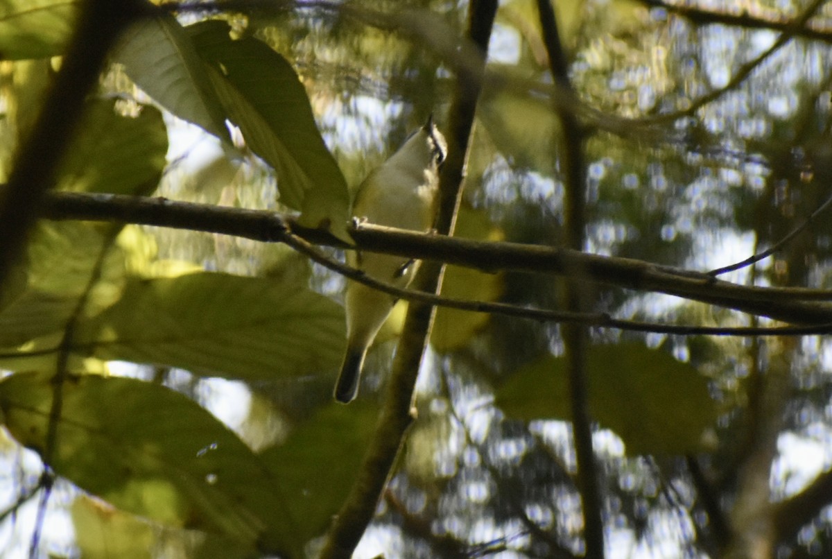 フタスジモズモドキ - ML645285915