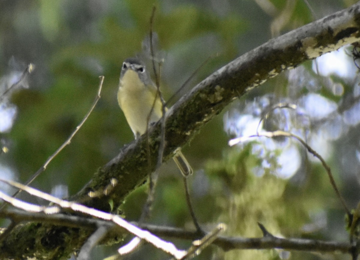 フタスジモズモドキ - ML645285916