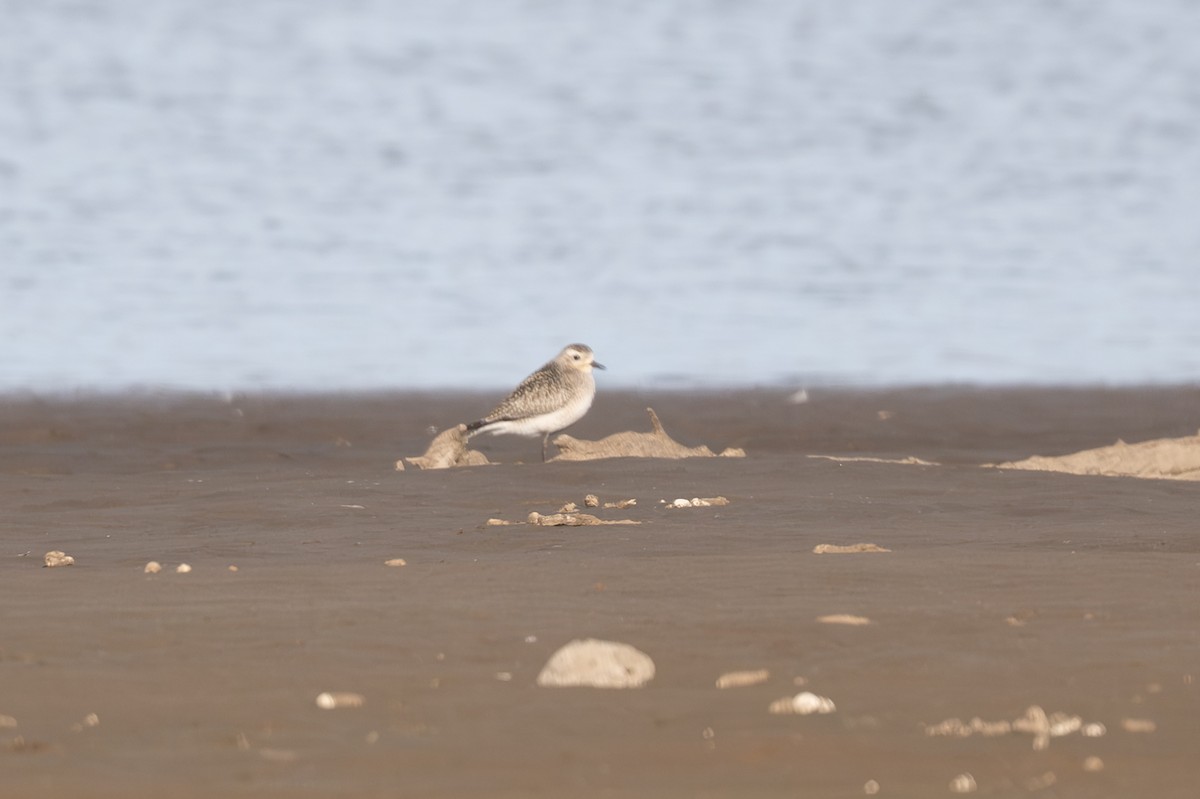 American Golden-Plover - ML645285918