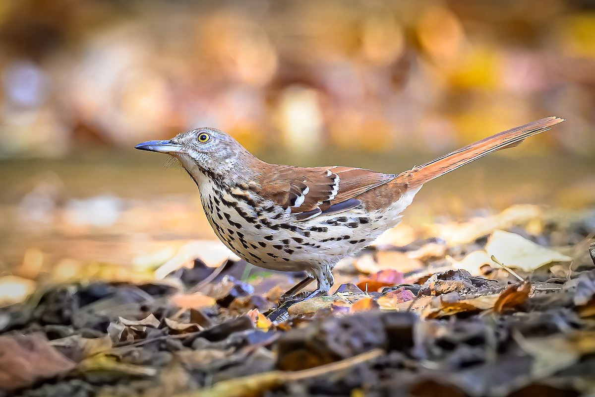 Brown Thrasher - ML645285933
