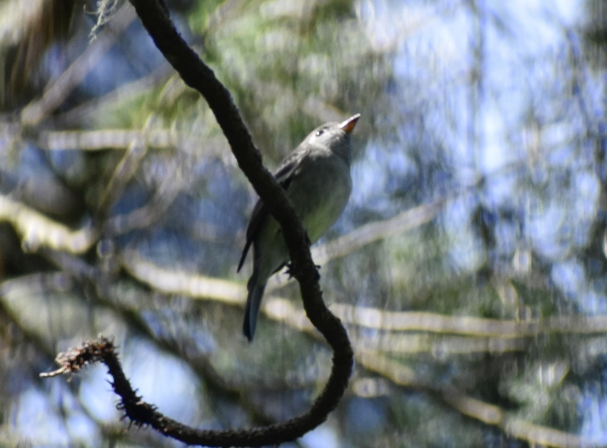 Hammond's Flycatcher - ML645285938