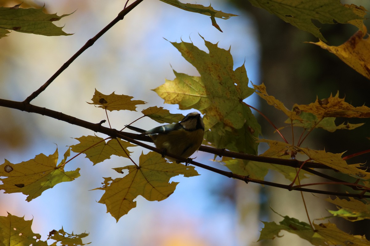 Herrerillo Común - ML645285940