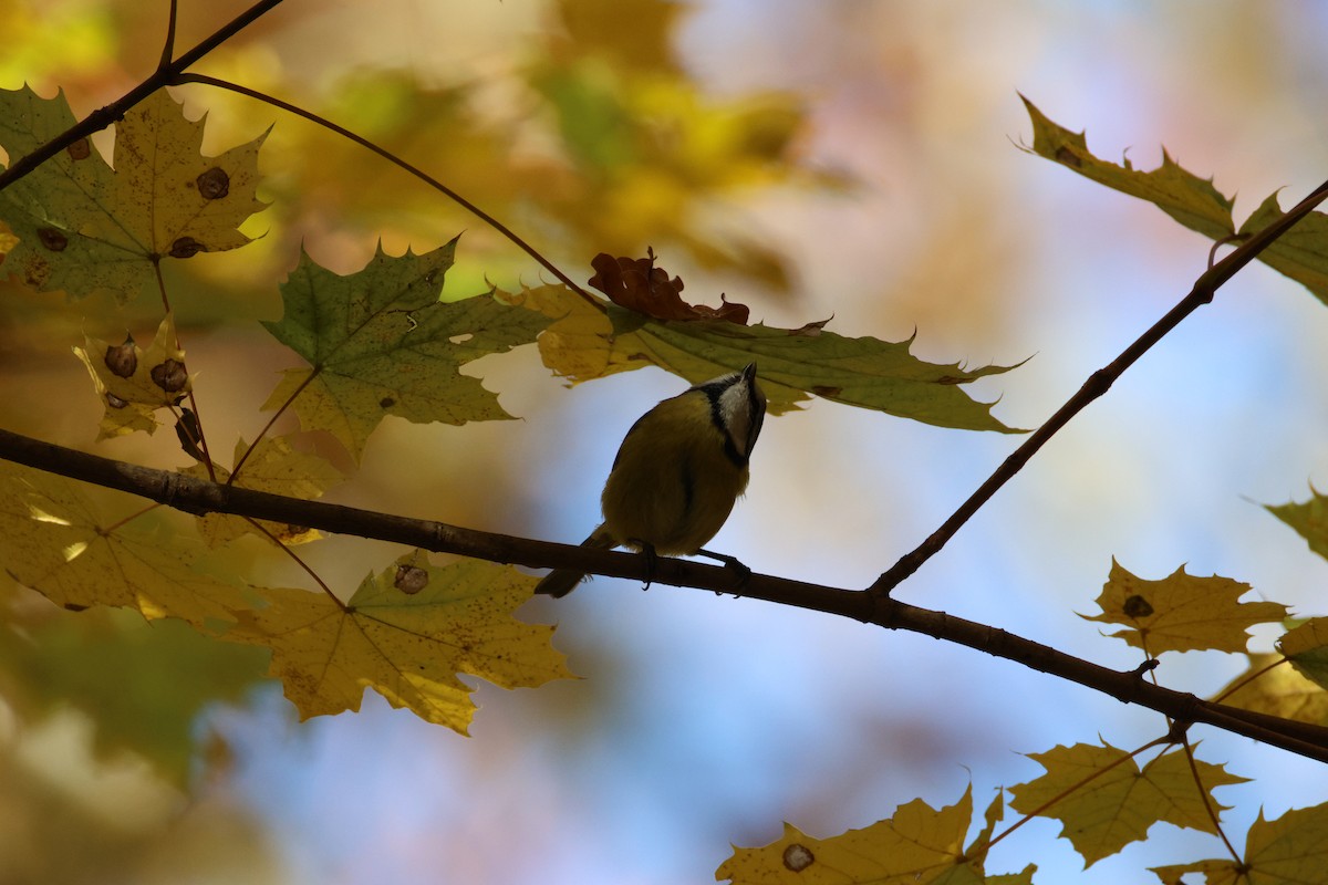 Herrerillo Común - ML645285941