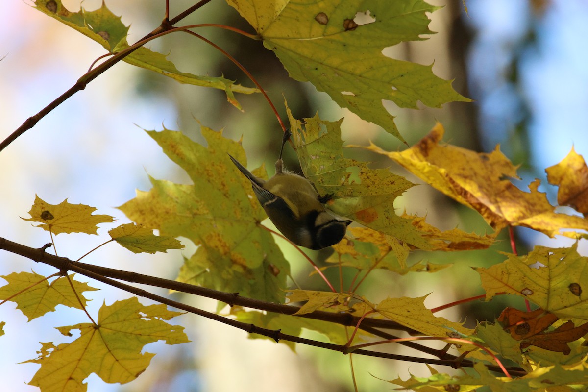 Herrerillo Común - ML645285943