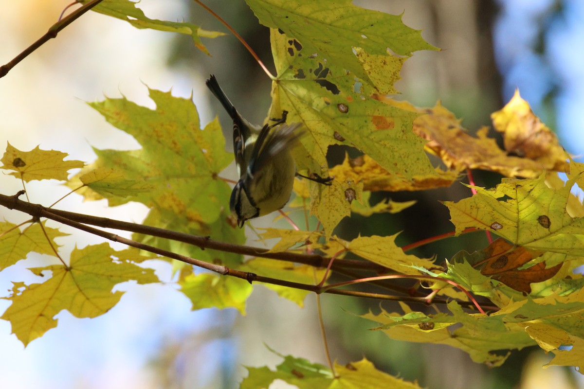 Herrerillo Común - ML645285944