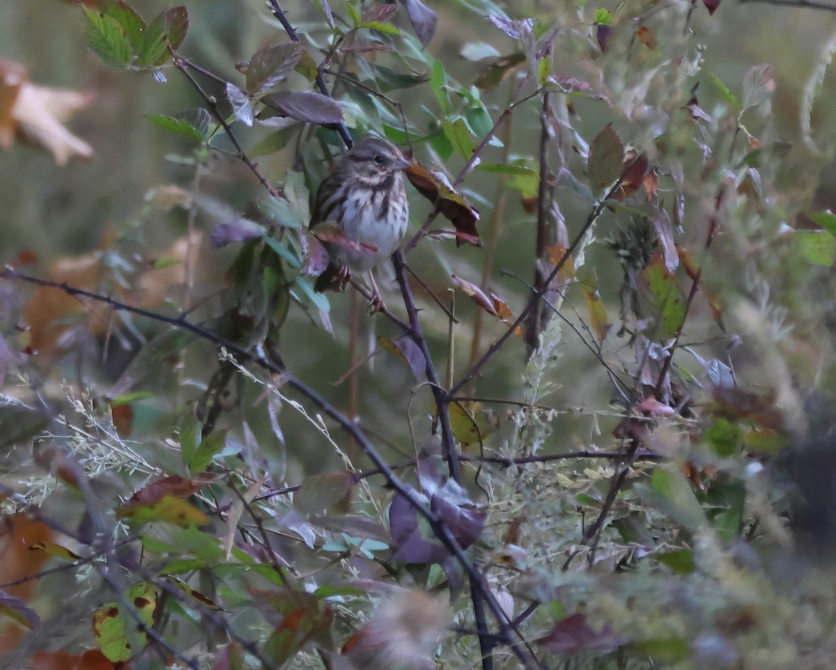 Song Sparrow - ML645285969