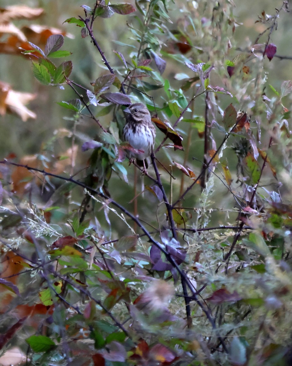 Song Sparrow - ML645285970