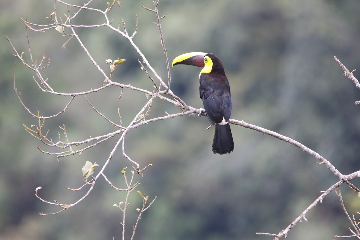 Yellow-throated Toucan - ML645285977