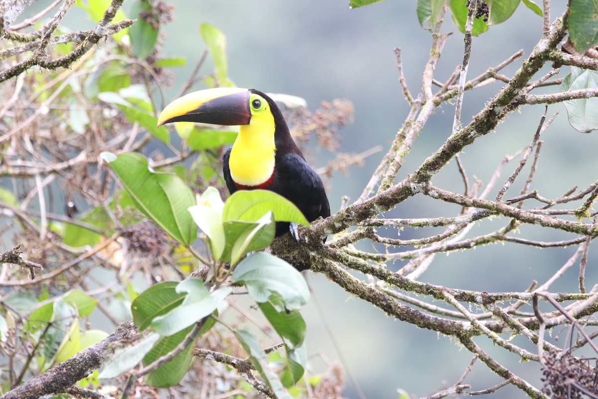 Yellow-throated Toucan - ML645285978