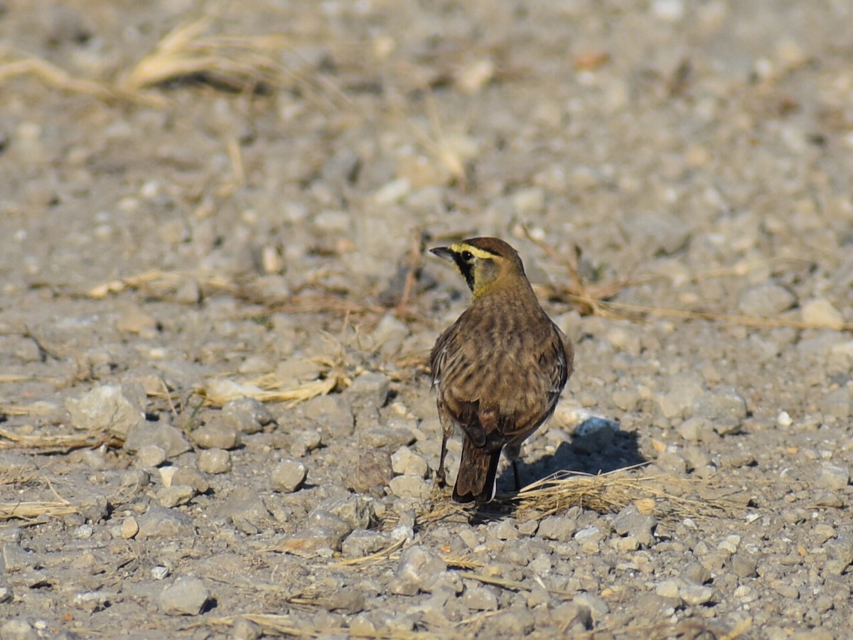 Horned Lark - ML645285980