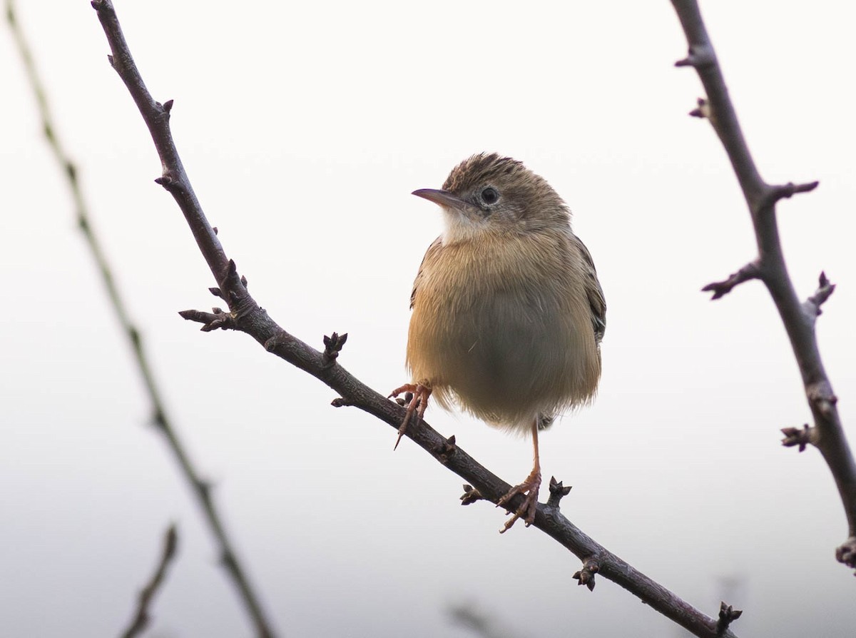 Zitting Cisticola - ML645285983