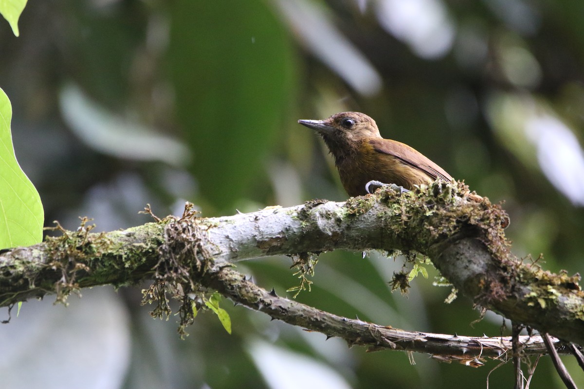 Smoky-brown Woodpecker - ML645285990