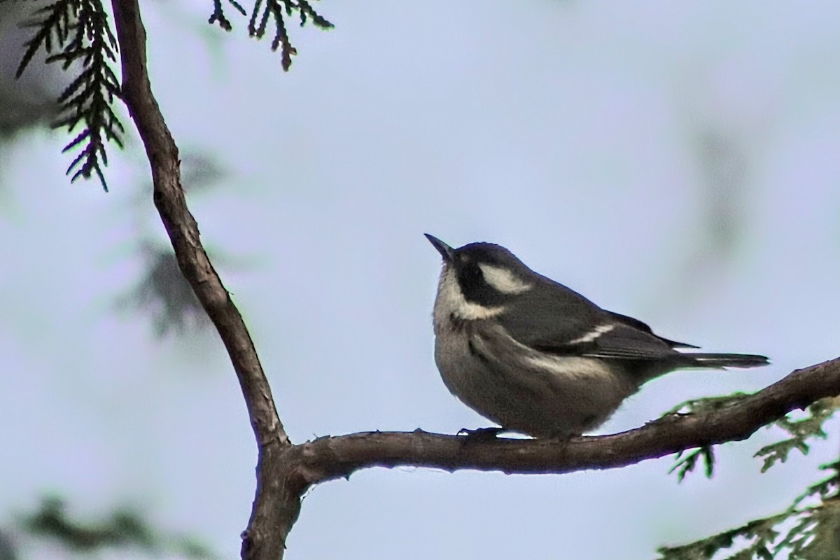 Reinita Gris - ML645285991