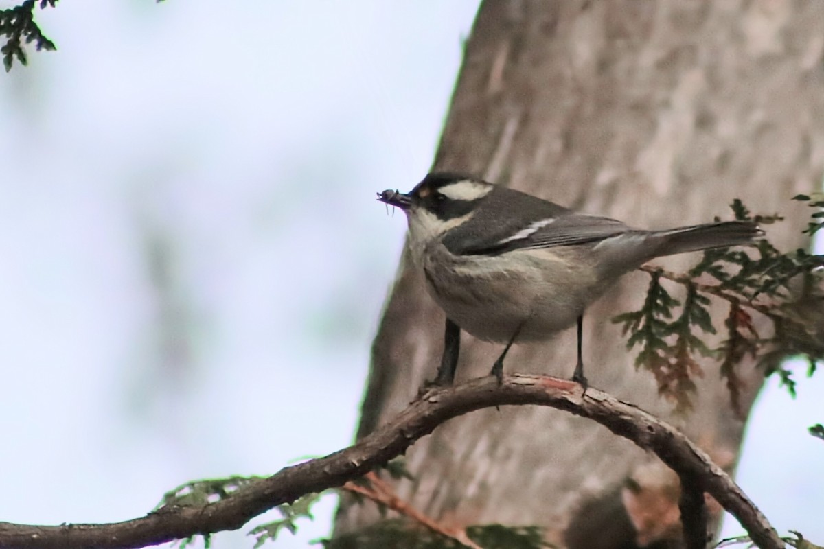 Reinita Gris - ML645285992