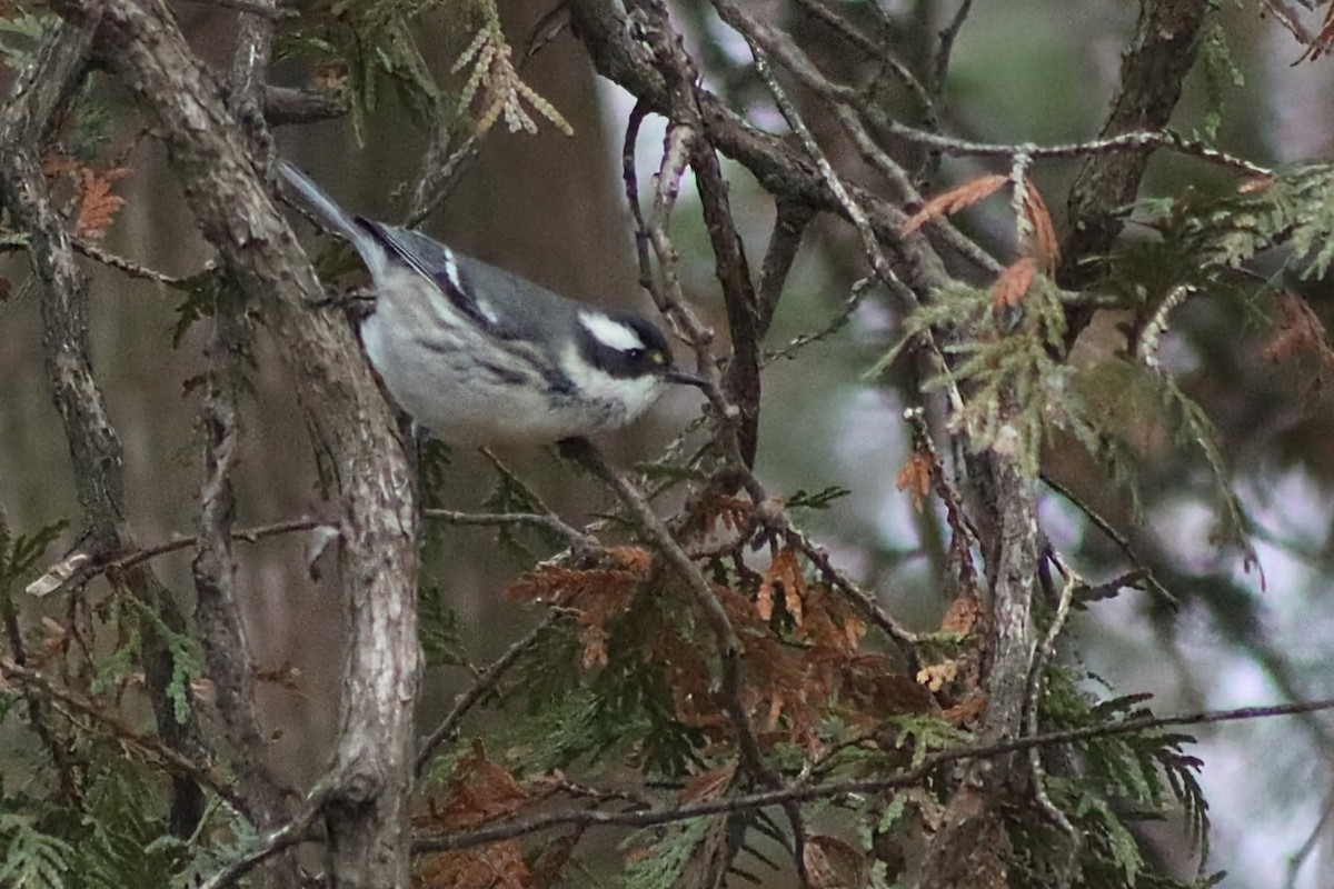 Reinita Gris - ML645285994