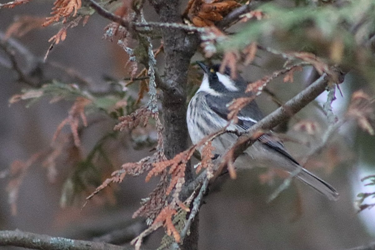 Reinita Gris - ML645285995