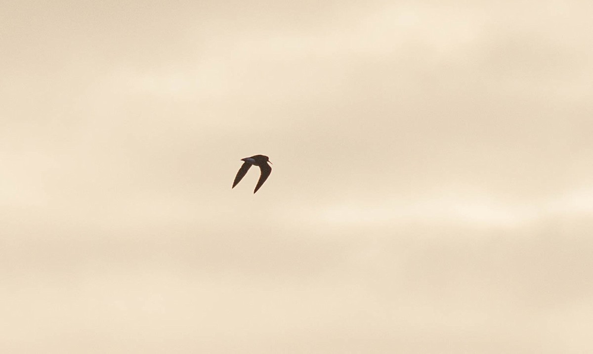 Green Sandpiper - ML645286006