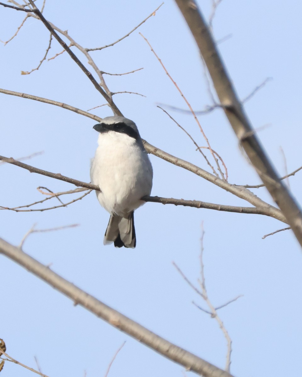 Loggerhead Shrike - ML645286009