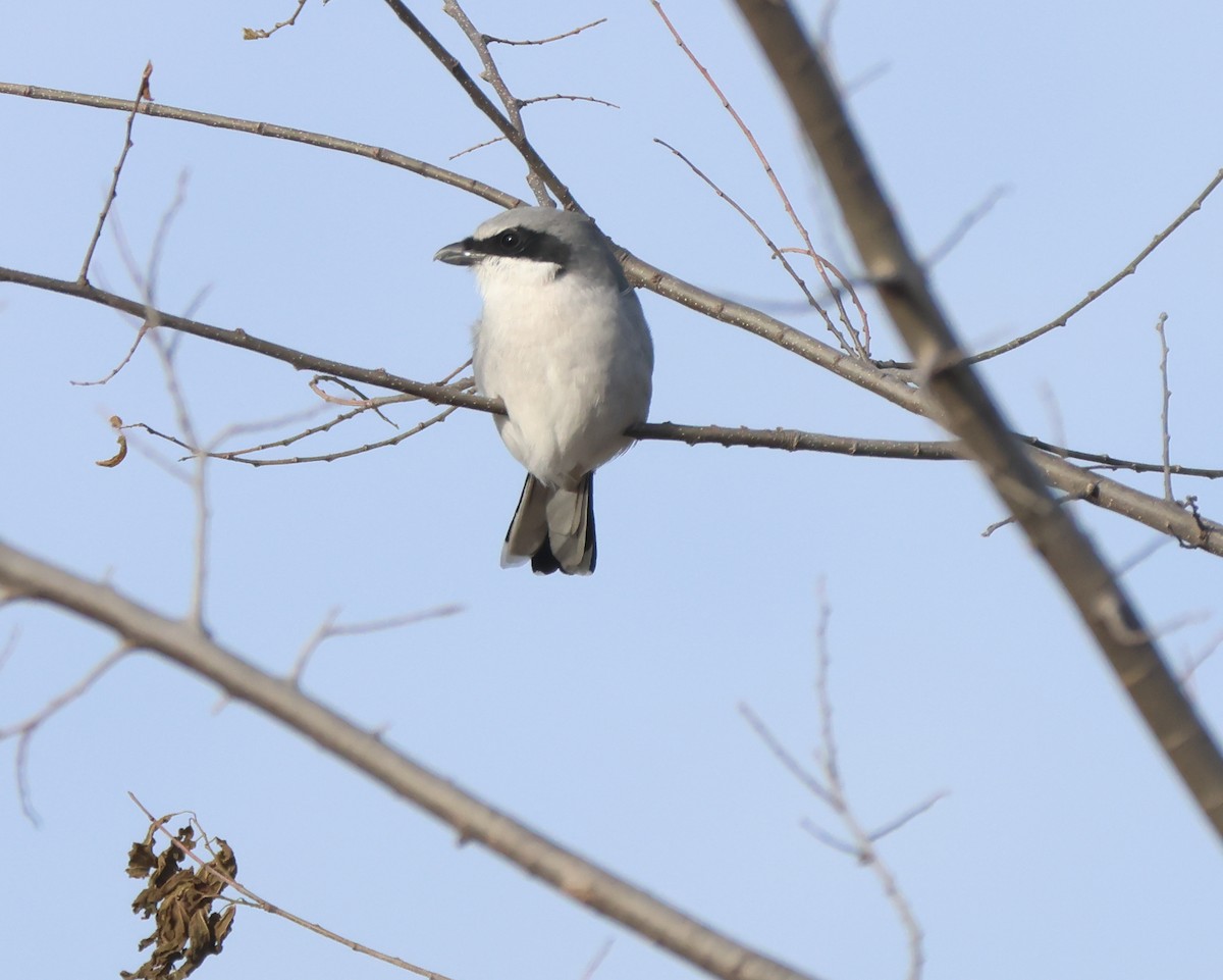 Loggerhead Shrike - ML645286010