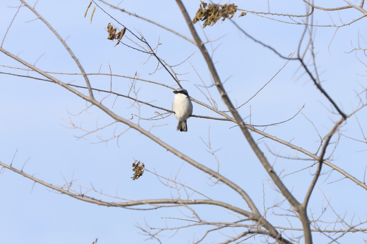 Loggerhead Shrike - ML645286011