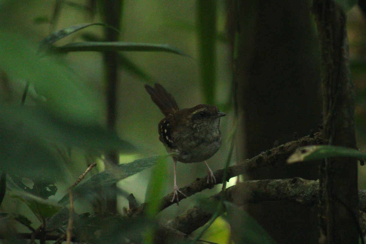 Покривник бразильський - ML645286012