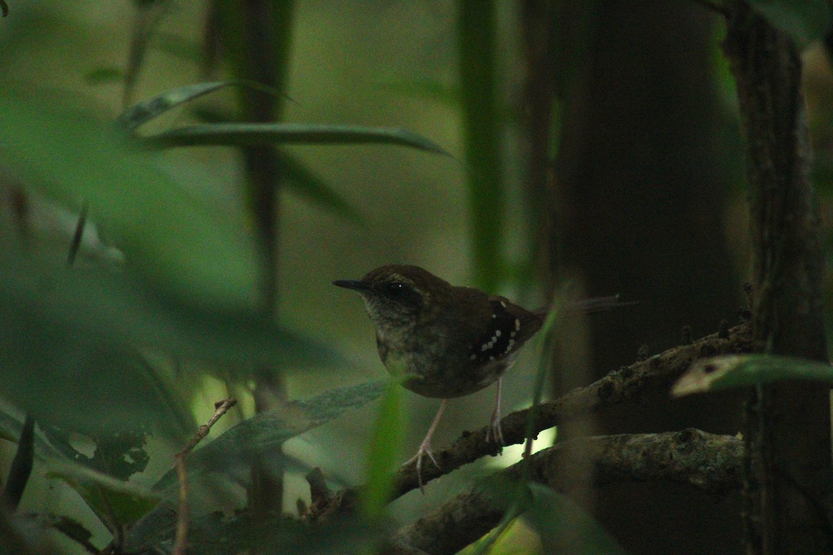 Покривник бразильський - ML645286013