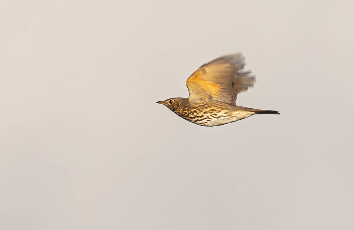 Song Thrush - ML645286014