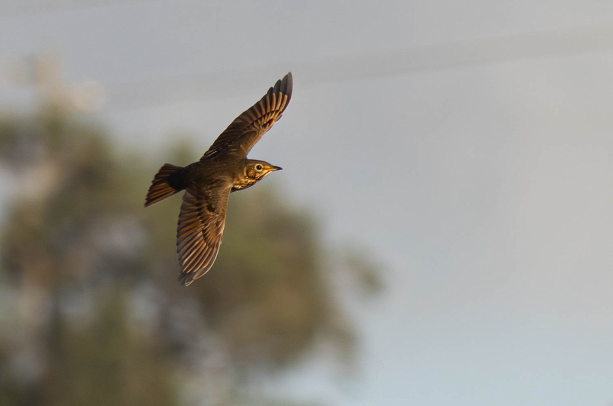 Song Thrush - ML645286015