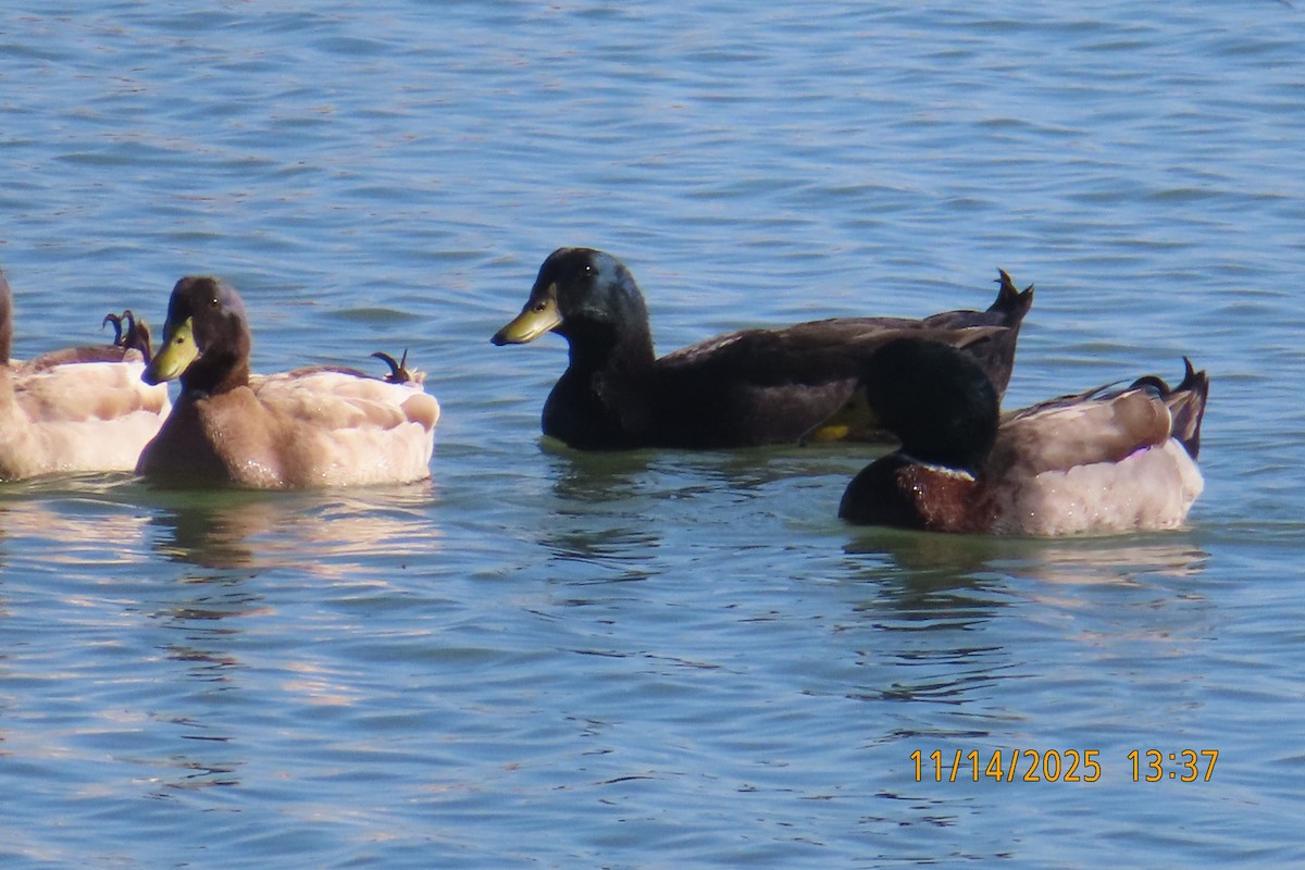 Mallard - ML645286017