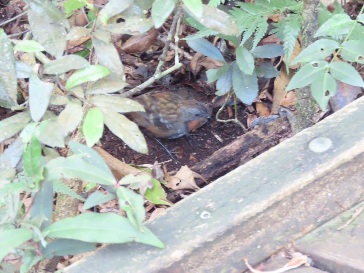 Australian Logrunner - ML645286019