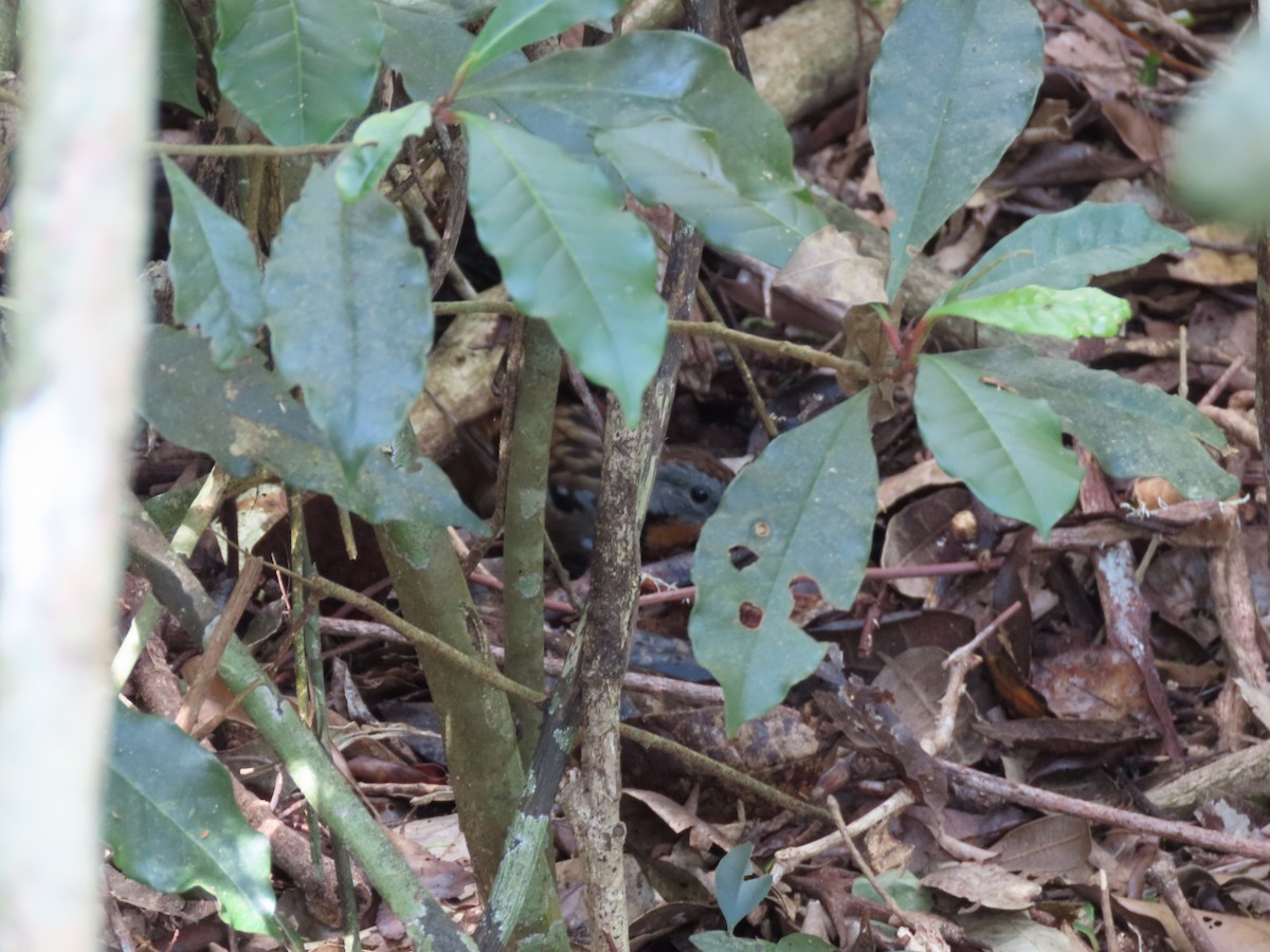 Australian Logrunner - ML645286020