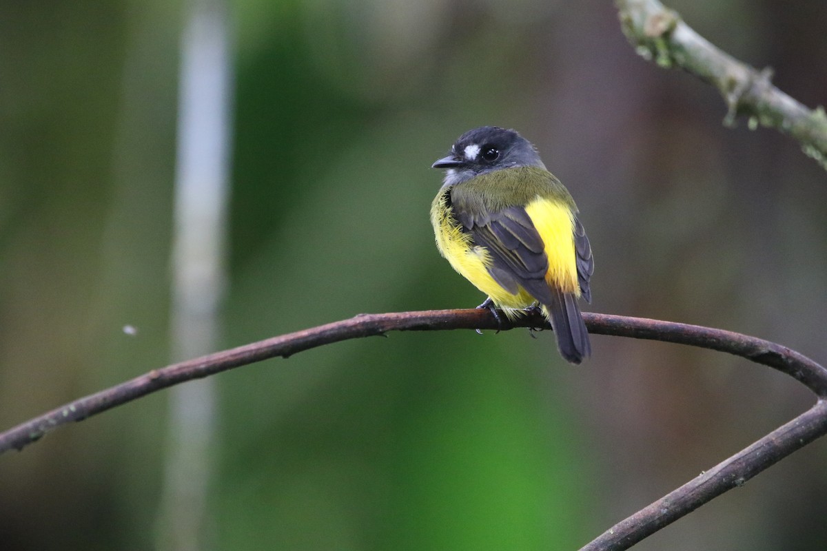 Ornate Flycatcher - ML645286027