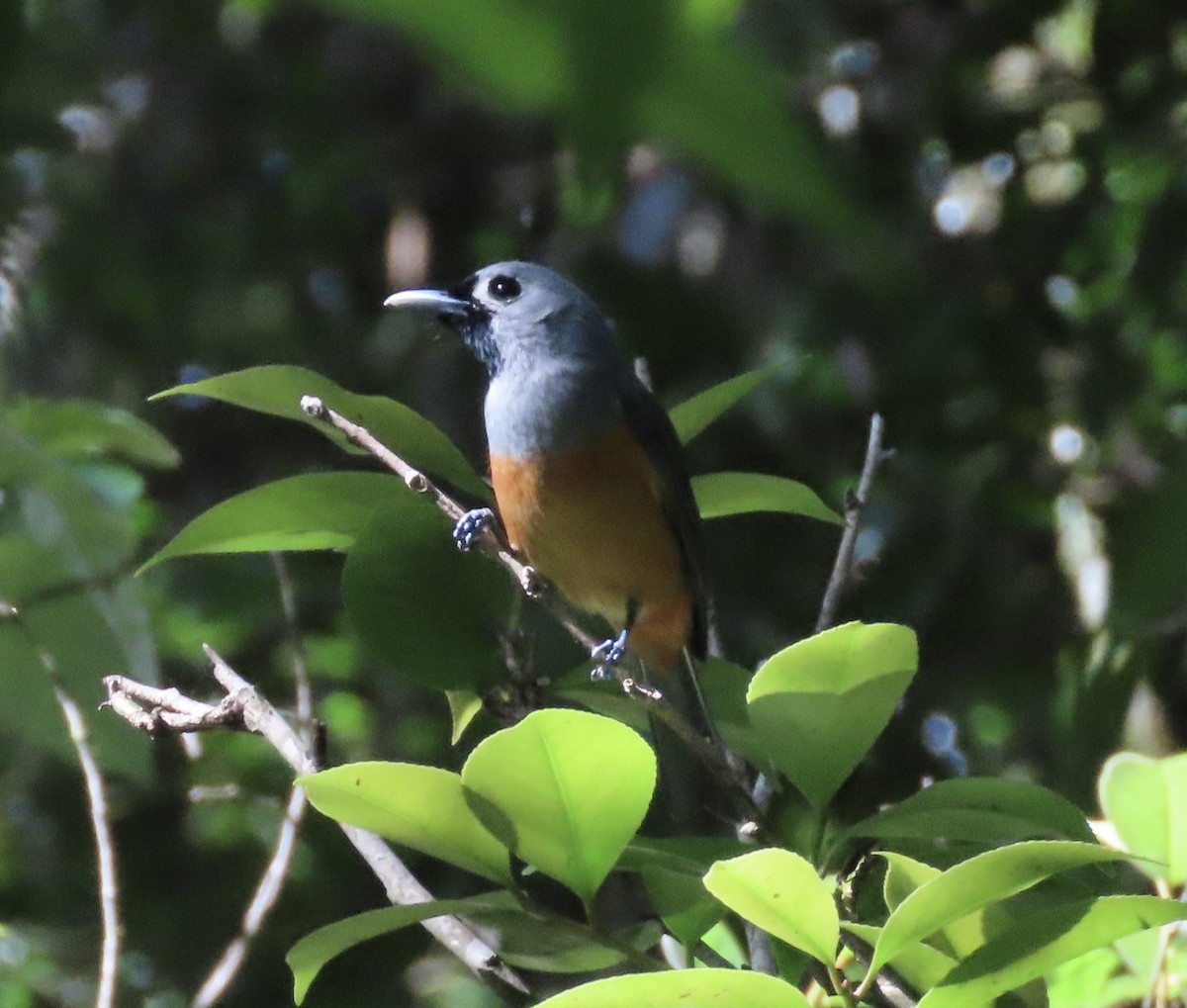 Black-faced Monarch - ML645286029