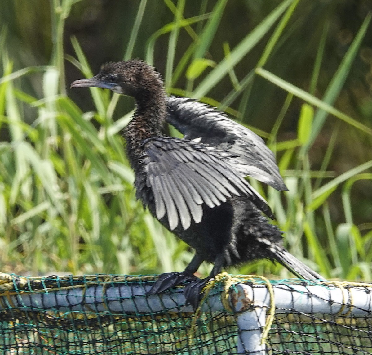 Little Cormorant - ML645286057