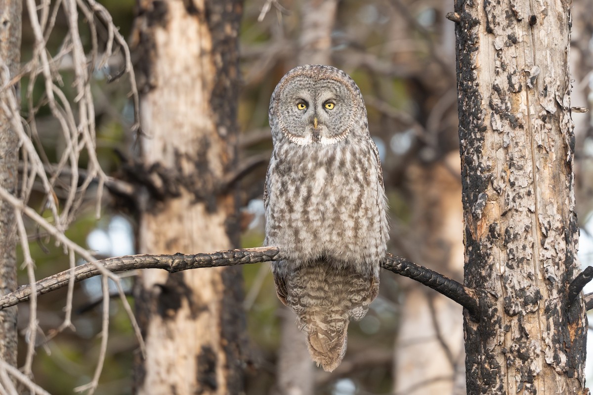 Great Gray Owl - ML645286062