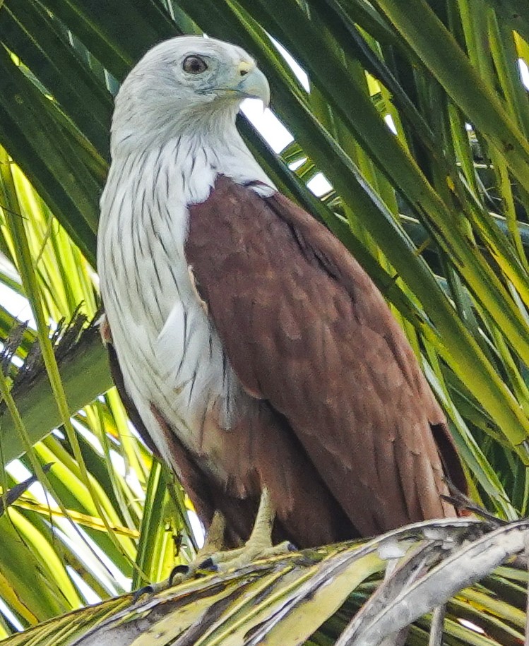 Brahminy Kite - ML645286067