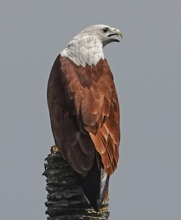 Brahminy Kite - ML645286070
