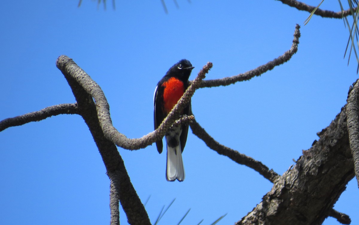 Painted Redstart - ML645286080