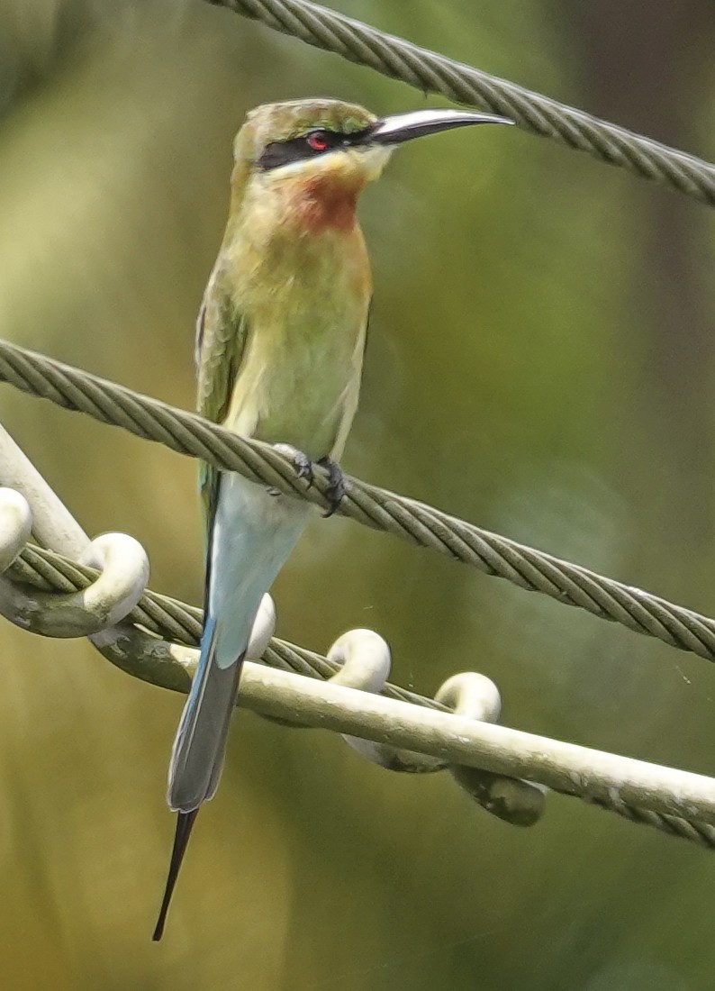 Blue-tailed Bee-eater - ML645286082