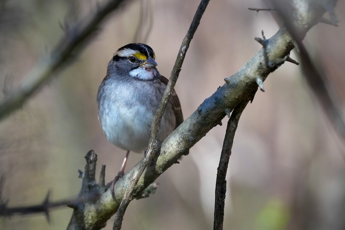 White-throated Sparrow - ML645286083