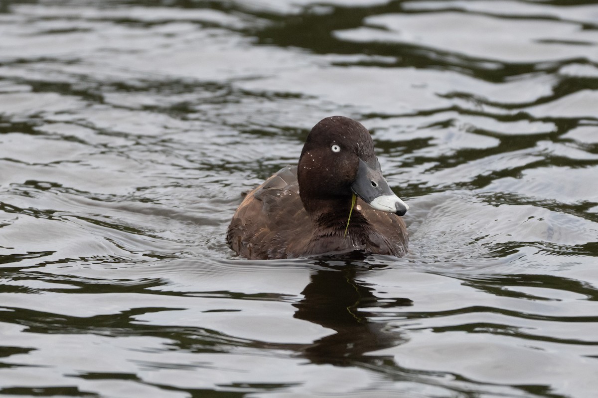 Hardhead - ML645286093