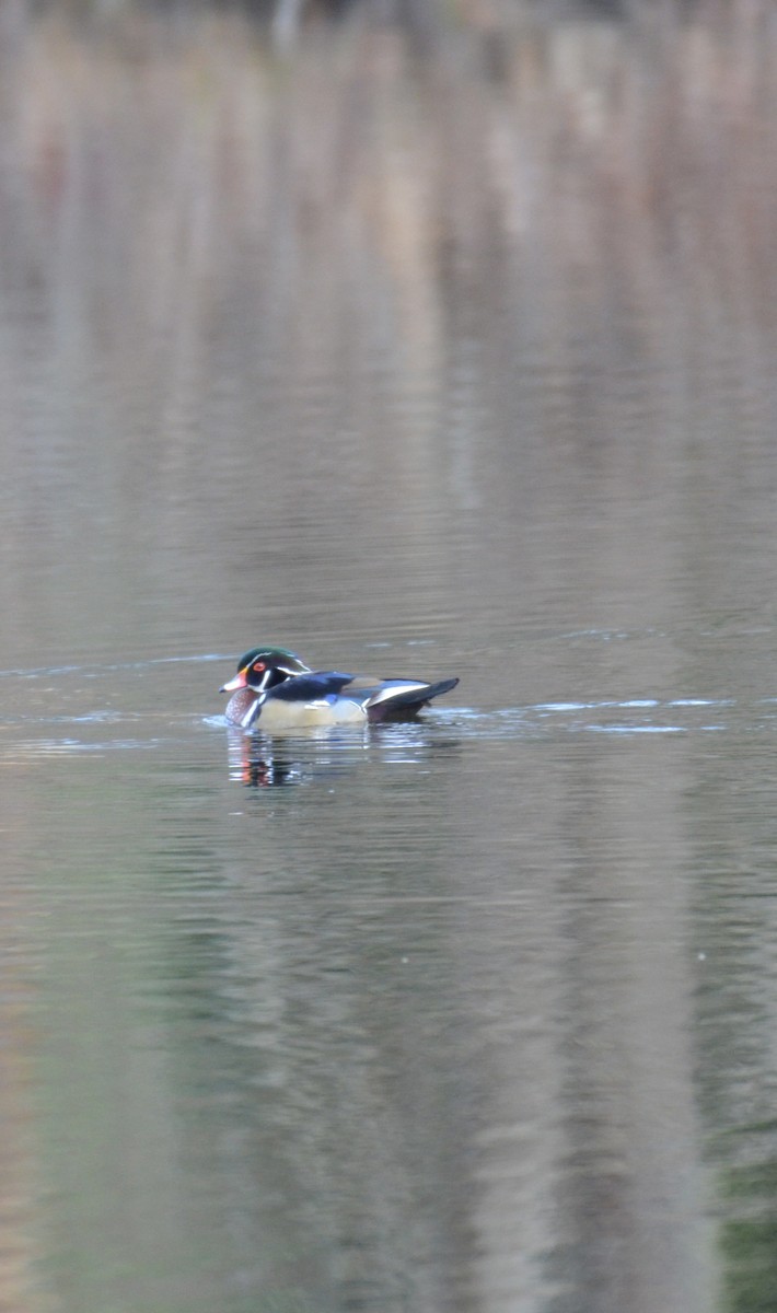 Ahate karolinarra - ML645286094