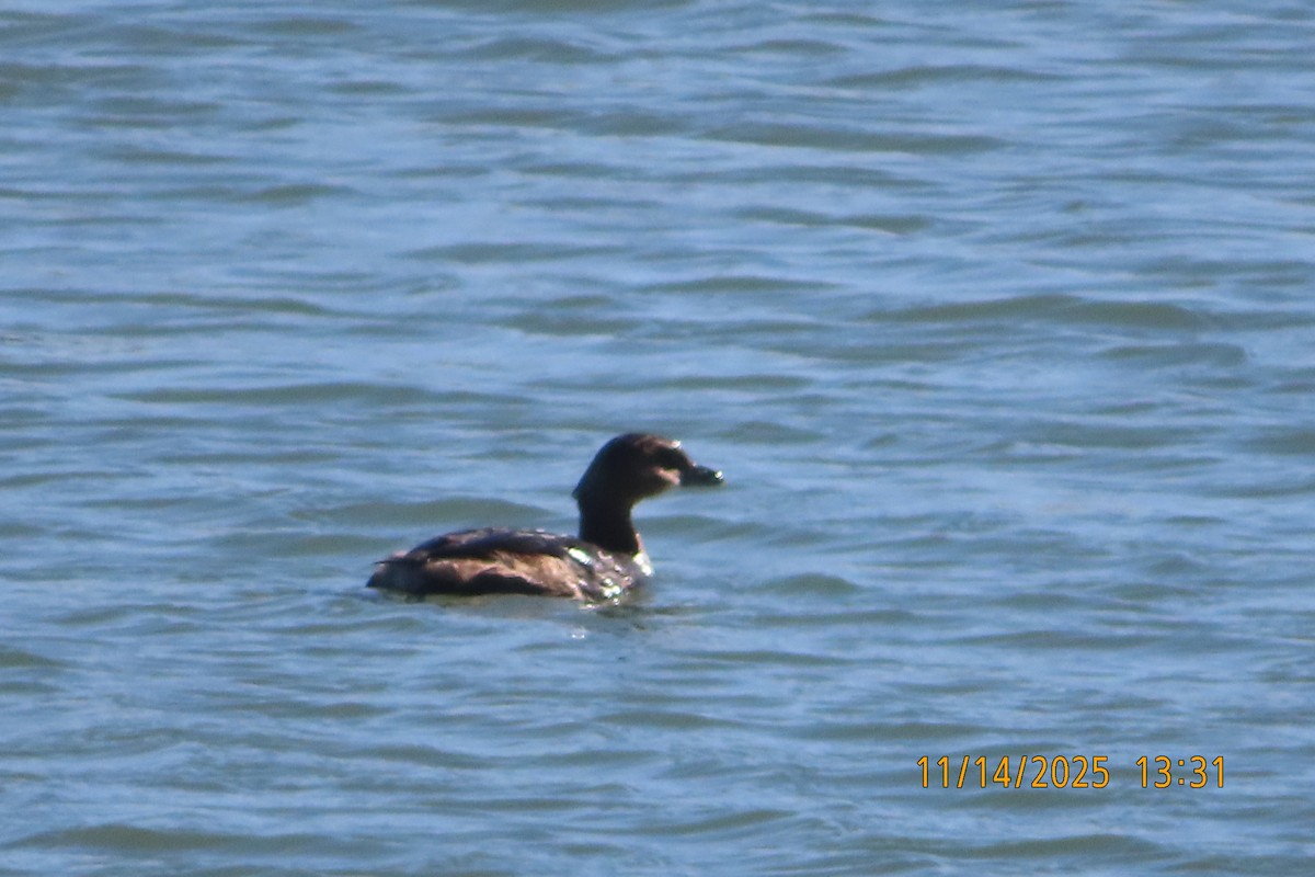 Pied-billed Grebe - ML645286105