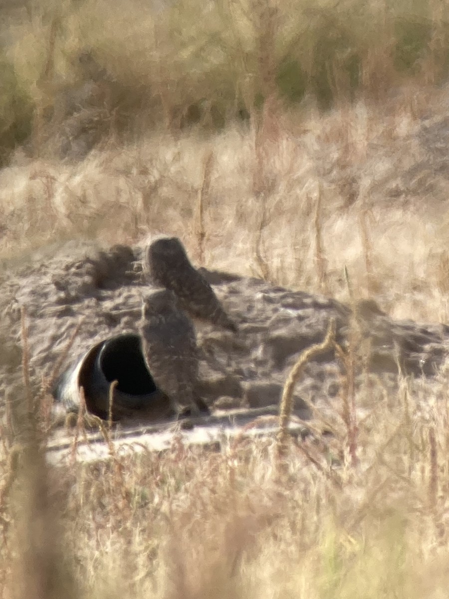 sýček králičí - ML645286123